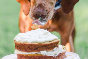 Dog Friendly Carrot Cake