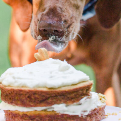 Dog Friendly Carrot Cake